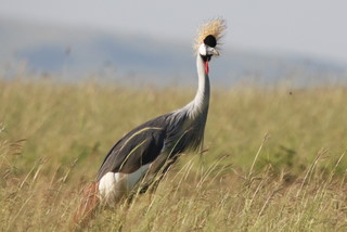 Kronenkranich - Crowned Crane