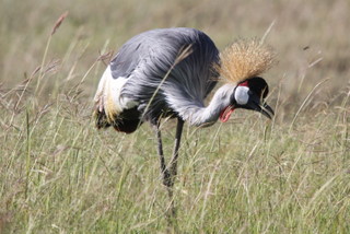 Crowned Crane - Kronenkranich