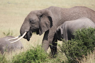 Elefanten im Mara National Reserve