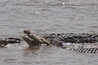 Krokodile am Mara