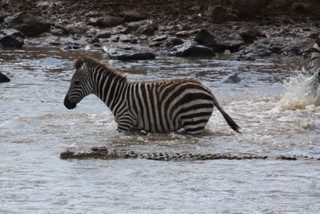 Zebra und Krokodil im Mara River