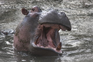 Hippo Pool am Talek River