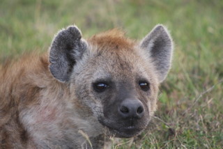 Spotted Hyena beim Talek Gate