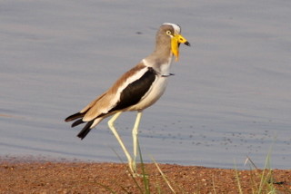 White crowned Plover