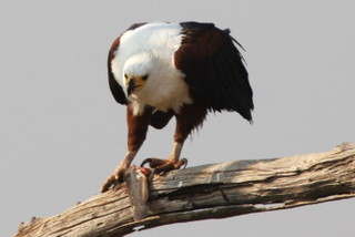 African Fish Eagle mit Beute