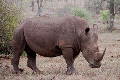 Kruger Park 4 - Rhinos, Rhinos, Rhinos