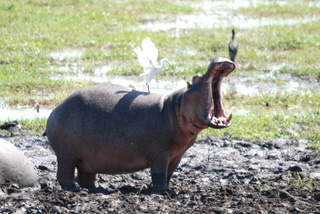 Hippo mit Egret