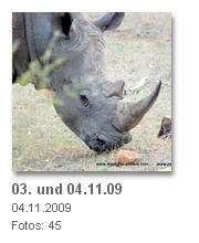Kruger NP / Rhino