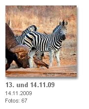 Kruger NP / zebra