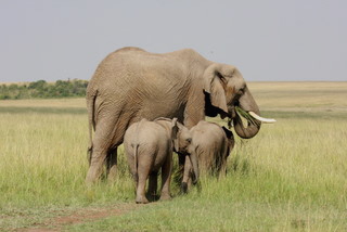 Elefanten in der Maasai mara
