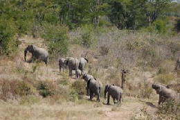 Picture (c) BeeTee - Hwange NP - Elefanten