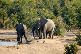 Picture (c) BeeTee - Hwange NP - Masuma Dam - Elefanten