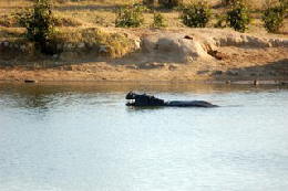 Picture (c) BeeTee - Hwange NP - Masuma Dam - Hippo