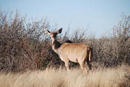 Picture (c) BeeTee - Central Kalahari - Kudu
