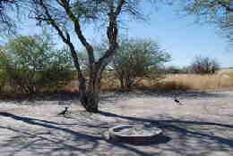 Picture (c) BeeTee - Central Kalahari