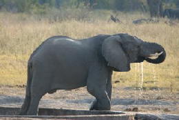 Picture (c) BeeTee - Hwange NP - Elefant beim Trinken