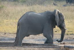 Picture (c) BeeTee - Hwange NP - Elefant beim Trinken