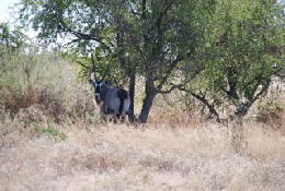 Picture (c) BeeTee - Central Kalahari - Oryx