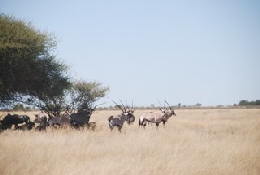 Picture (c) BeeTee - Central Kalahari - OPryx