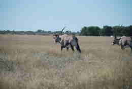 Picture (c) BeeTee - Central Kalahari - Oryx