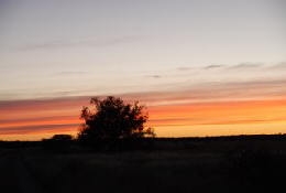 Picture (c) BeeTee - Central Kalahari 