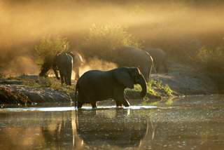 Picture (c) BeeTee - Sambia - Lower Sambesi National Park