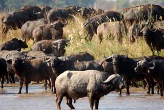 Pictures (c) BeeTee - Sambia - Buffalo Camp - North Luangwa National Park - Walking Safari