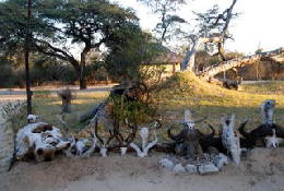 Picture (c) BeeTee - Hwange NP - Kennedy 1