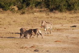 Picture (c) BeeTee - Hwange NP - Zebras