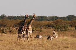 Picture (c) BeeTee - Hwange NP - Giraffen