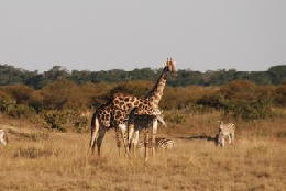 Picture (c) BeeTee - Hwange NP - Giraffen