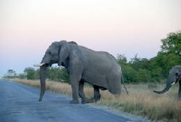 Picture (c) BeeTee - Hwange NP - Elefant auf dem Highway