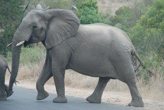 Pictures (c) BeeTee - South Afrika - Kruger National Park - Balule Camp - Nelspruit