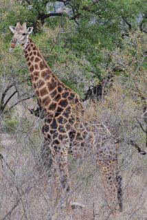 Pictures (c) BeeTee - South Afrika - Kruger National Park - Balule Camp - Nelspruit