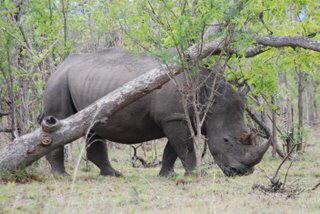 Pictures (c) BeeTee - South Afrika - Kruger National Park - Pretoriuskop - White Rhino