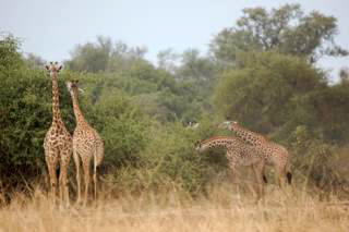 Pictures (c) BeeTee - Sambia - South Luangwa National Park - Nsefu Sektor