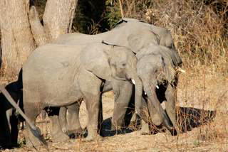 Pictures (c) BeeTee - Sambia - South Luangwa National Park - Wildlife Camp