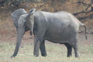 Pictures (c) BeeTee - Sambia - South Luangwa National Park - Elefanten