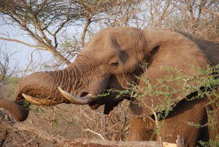 Pictures (c) BeeTee - South Africa - Kruger National Park - Rhino - Elefant - Cheeta - 
