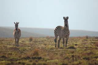 Pictures (c) BeeTee - Malawi - Nyika Plateau - Zebra