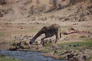 Pictures (c) BeeTee - Tansania - Ruaha National Park