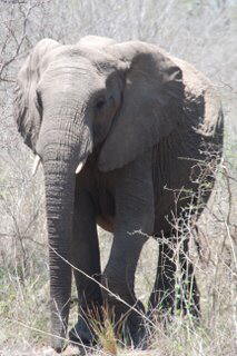 Pictures (c) BeeTee - South Africa - Kruger National Park - Skukuza Camp - Balule Camp - Olifants