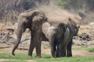 Pictures (c) BeeTee - Tansania - Ruaha National Park - Elefanten