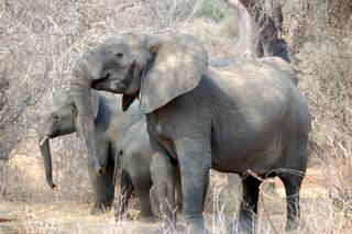 Pictures (c) BeeTee - Tansania - Ruaha National Park - Elefanten