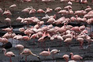 Pictures (c) BeeTee - Tansania - Arusha National Park - Flamingos