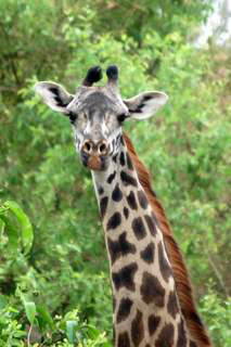 Pictures (c) BeeTee - Tansania - Lake Manyara National Park - Giraffe