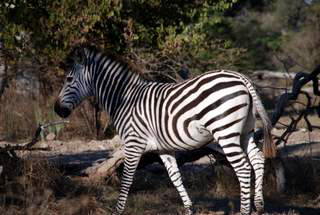 Pictures (c) BeeTee - Mosi oa Tunya National Park - Sambia