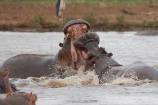 Pictures (c) BeeTee - Tansania - Lake Manyara National Park - Hippos