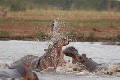 Hippokmpfe im Manyara National Park
