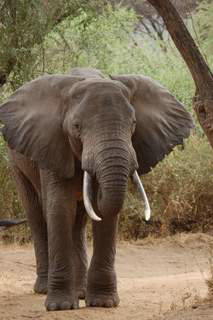 Pictures (c) BeeTee - Tansania - Lake Manyara National Park - Elefant